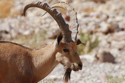 Male Nubian ibex Capra nubiana