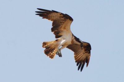 Osprey - Pandion haliaetus - Aguila pescadora