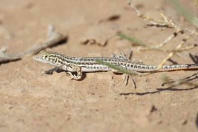 Redtailed Spinyfooted Lizard