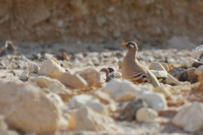 Sand Partridge Ammoperdix heyi