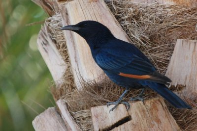 Tristrams Starling or Tristram Grackle Onychognathus tristramii