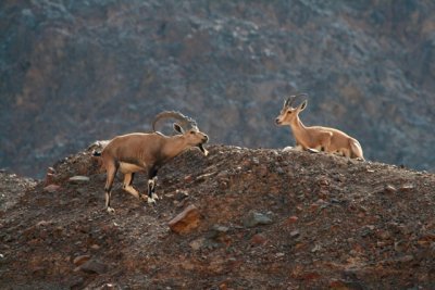 Courtship never - give up - Nubian ibex Capra nubiana