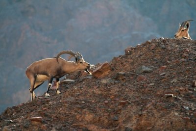 Courtship - never give up - Nubian ibex Capra nubiana