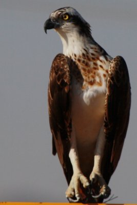 Osprey - Pandion haliaetus - Aguila pescadora