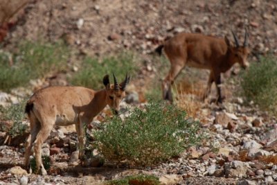 Young Nubian ibex - Capra nubiana