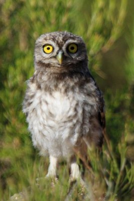 Little Owl - Athene noctua - Mochuelo - Mussol comú