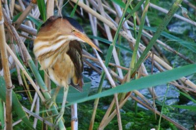 Little Bittern - Ixobrychus minutus - Avetorillo - Martinet menut - Fatxenda