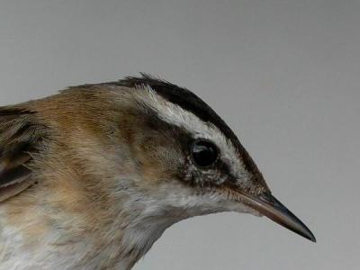 Moustached Warbler - Acrocephalus melanopogon - Carricerín real - Boscarla Mostatxuda - Tamarisksanger
