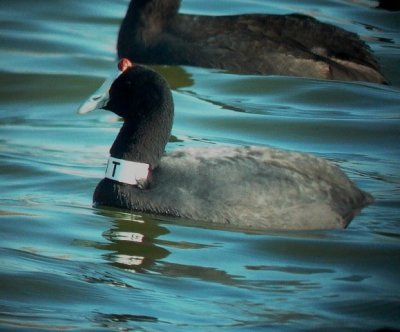 Red-knobbed or Crested Coot - Fulica cristata - Focha cornuda - Fotxa o Fotja banyuda - Kamblishne