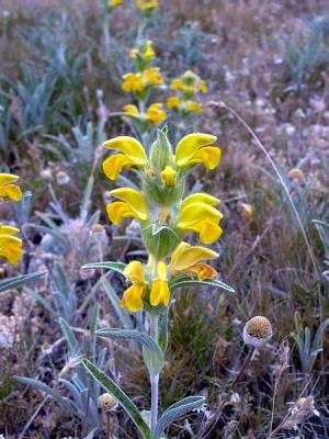 Phlomis sp.