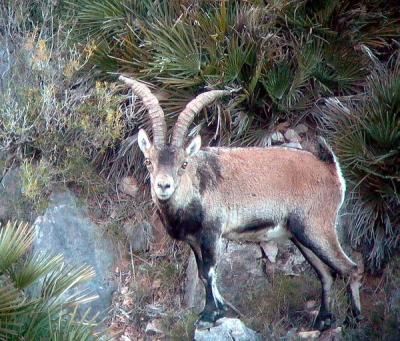 Male Spanish Ibex - Cabra hispanica o C. pyrenaica  - Macho de Cabra Montés - Mascle de Cabra Salvatge