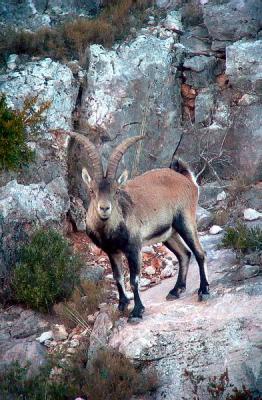 Male Spanish Ibex - Cabra hispanica - Macho de Cabra Montés - Mascle de Cabra Salvatge