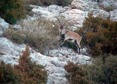 Male Spanish Ibex - Cabra hispanica - Macho de Cabra Montés - Mascle de Cabra Salvatge