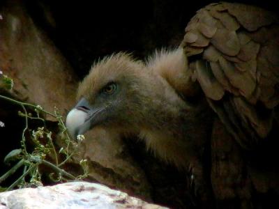 Griffon Vulture - Gyps fulvus - Buitre leonado - Voltor comú - Gåsegrib