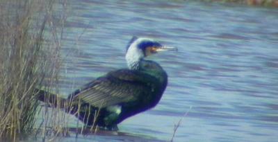 Great Cormorant adult in breeding plumage (ssp. sinensis) - Phalacrocorax carbo - Cormoranes - Cormar Gros - Skarv