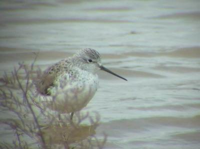 Marsh sandpiper - Tringa stagnatilis - Archibebe fino - Siseta - Damklire