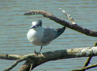 Sandwich Tern - Sterna Sandvicensis - Charran patinegro - Xatrac bec-llarg - Splitterne