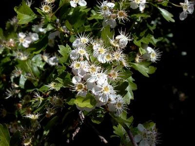 Crataegus monogina - Ar blanc -