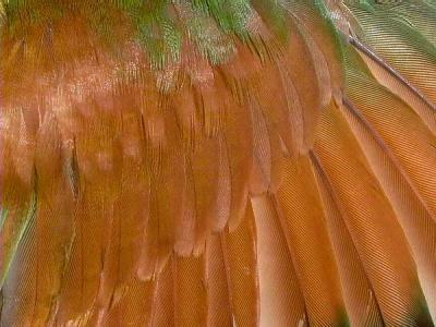 Wing detail from a Bee-eater - Merops apiaster - Abejaruco - Abellarol
