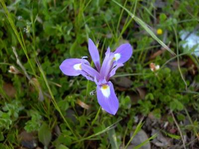 Barbary Nut - Gynandriris sisyrinchium - Lirio - Lliri