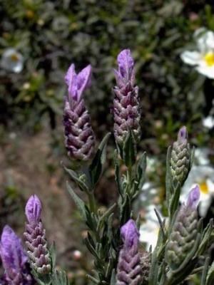 Lavender - Lavandula sp.- Lavanda - Cap d'ase