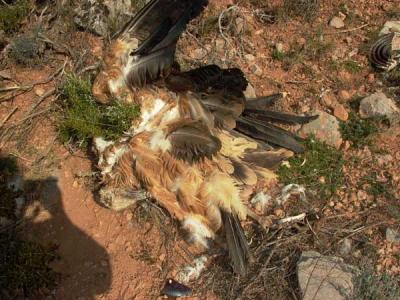 Griffon Vulture killed by collision or electrocution
