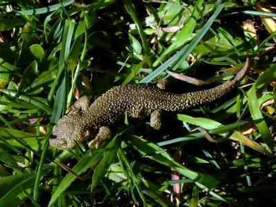 Pyrenean Brook Salamander - Euproctus asper - Tritn pirenaico - Trit pirinenc