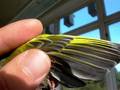 Greenfinch - Grnirisk - Carduelis chloris - Verderon - Verdum - Adult Male