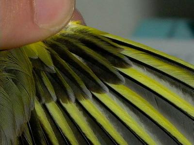 Greenfinch - Grnirisk - Carduelis chloris - Verderon - Verdum - Adult Male