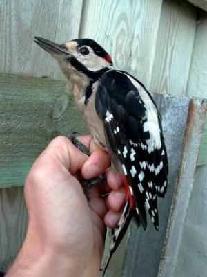 Great-spotted woodpecker - Dendrocopos major - Pico picapinos - Picot Garser Gros