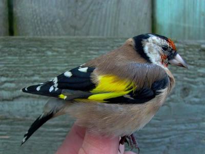 Goldfinch female - Carduelis carduelis - Jilguero hembra  -  Cadernera Femella