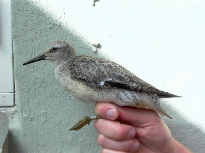 Red knot - Calidris canutus - Correlimos Gordo - Territ Gros - 1rst winter