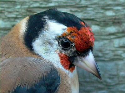 Goldfinch male- Carduelis carduelis - Jilguero macho  -  Cadernera mascle