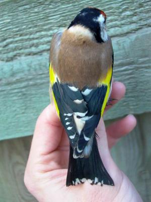 Goldfinch male- Carduelis carduelis - Jilguero macho  -  Cadernera mascle