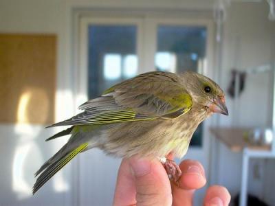 Greenfinch - Grnirisk - Carduelis chloris - Verderon - Verdum - 1st winter female