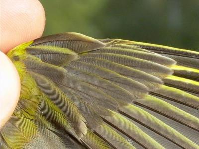 Greenfinch - Grnirisk - Carduelis chloris - Verderon - Verdum - 1st winter female