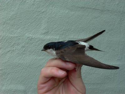 House Martin - Delichon urbica - Avin comn - Oreneta cuablanca