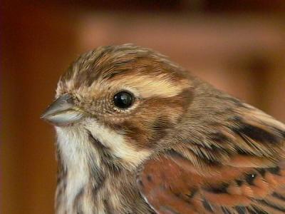 Reed Bunting - Emberiza schoeniculus - Ecribano palustre - Repicatolons