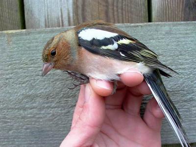 Chaffinch - Bogfinke - Fringilla coelebs - Pinzn comn - Pins com