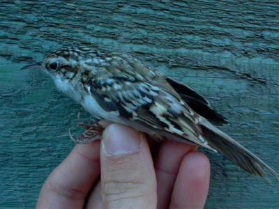 Treecreper - Certhia familiaris - Agateador norteo - Raspinell pirinenc