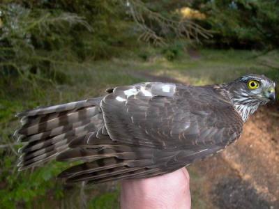 Sparrowhawk - Spurvehg - Accipiter nisus - Gaviln - Esparver