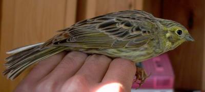 Yellowhammer - Emberiza citrinella - Escribano cerillo  - Verderola