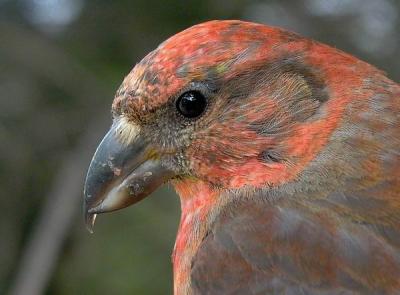 Common Crossbill - Loxia curvirostra - Piquituerto - Trencapinyes