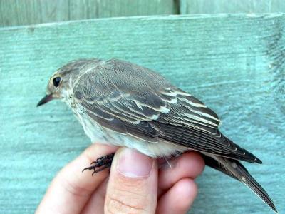 Spottet Flycatcher Juvenile - Muscicapa striata - Papamoscas gris - Papamosques gris
