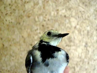 Juvenile White wagtail  - Hvid Vipstjert - Motacilla alba alba - Lavandera - Cuereta blanca