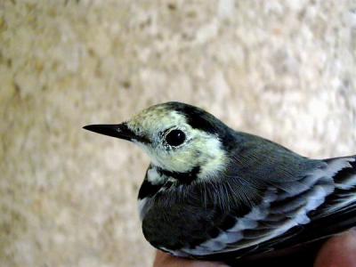 Juvenile White wagtail  - Hvid Vipstjert - Motacilla alba alba - Lavandera - Cuereta blanca