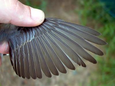 Common Redstart wing - Phoenicurus phoenicurus - Colirojo real - Cotxa cua-roja