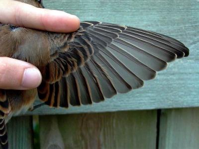 Common wethear wing - Oenanthe onenanthe - Ala de Collalba gris - Ala de Clit gris