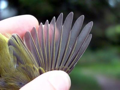 Iberian chiffchaff wing