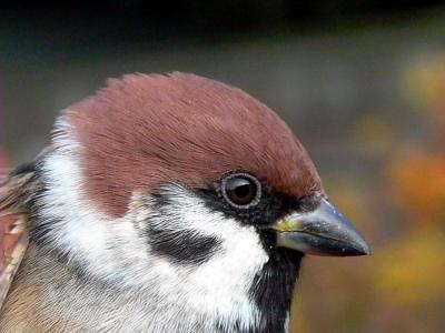 Tree sparrow - Passer montanus - Gorrion molinero - Pardal Xarrec